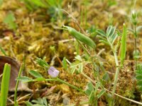 Vicia lathyroides 5, Lathyruswikke, Saxifraga-Rutger Barendse